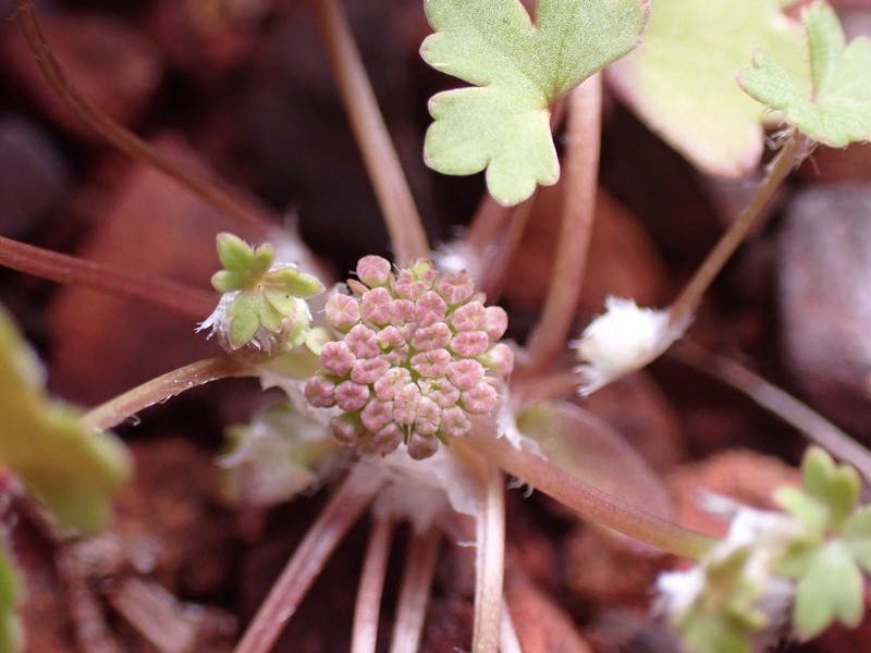 Hydrocotyle dimorphocarpa