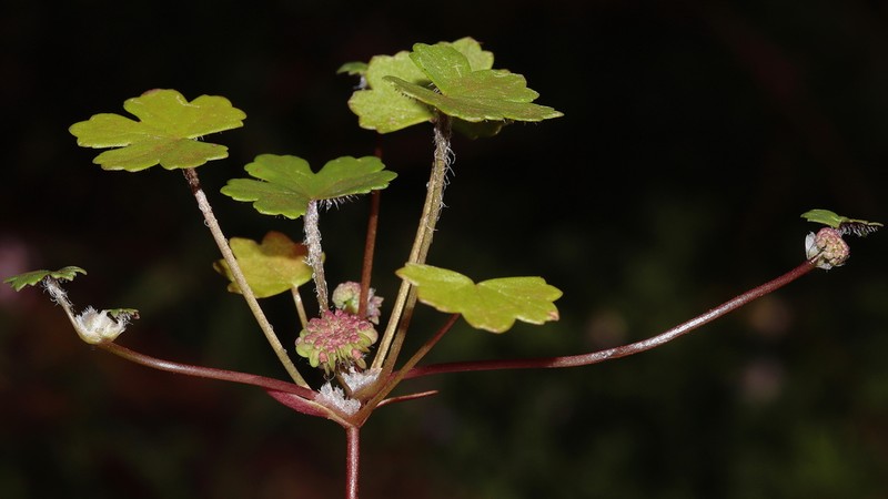 Hydrocotyle dimorphocarpa photo 2