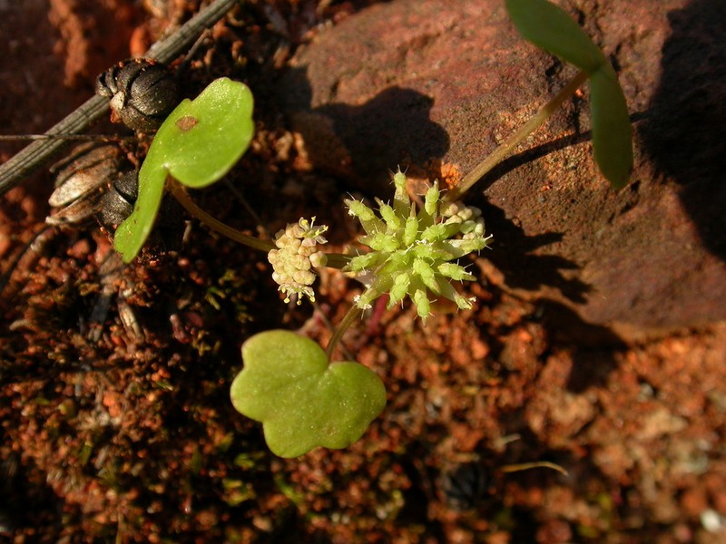 Hydrocotyle dimorphocarpa photo 3