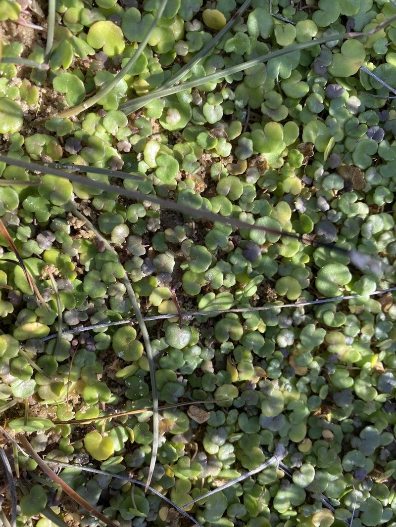 Hydrocotyle dipleura