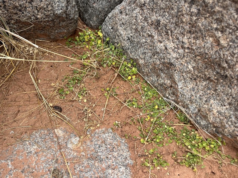 Hydrocotyle dipleura photo 2