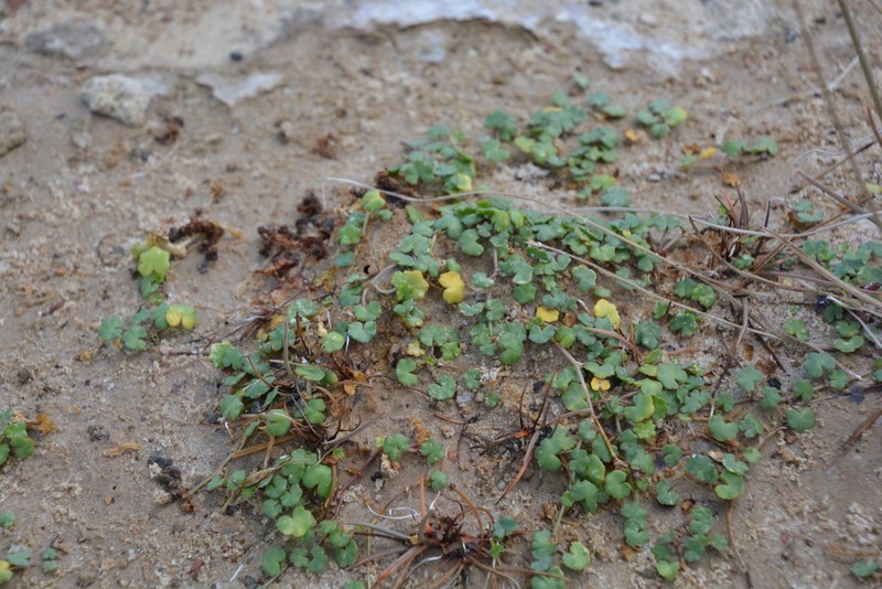 Hydrocotyle dipleura photo 3