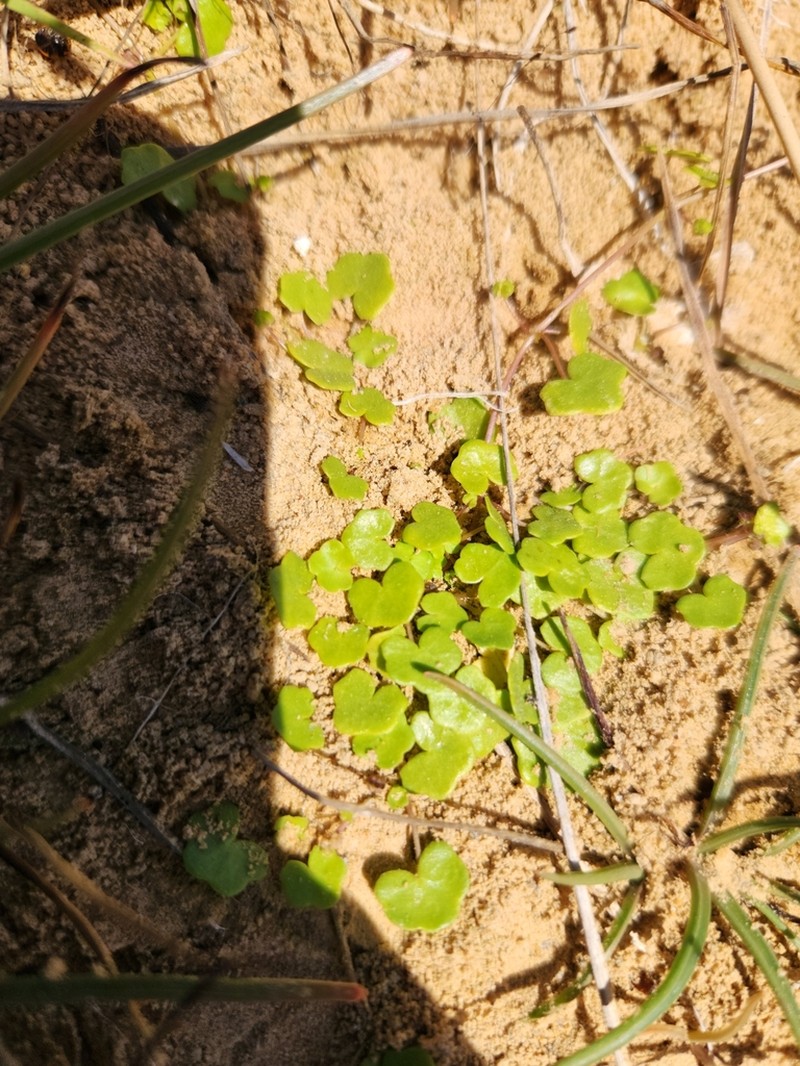 Hydrocotyle dipleura photo 4