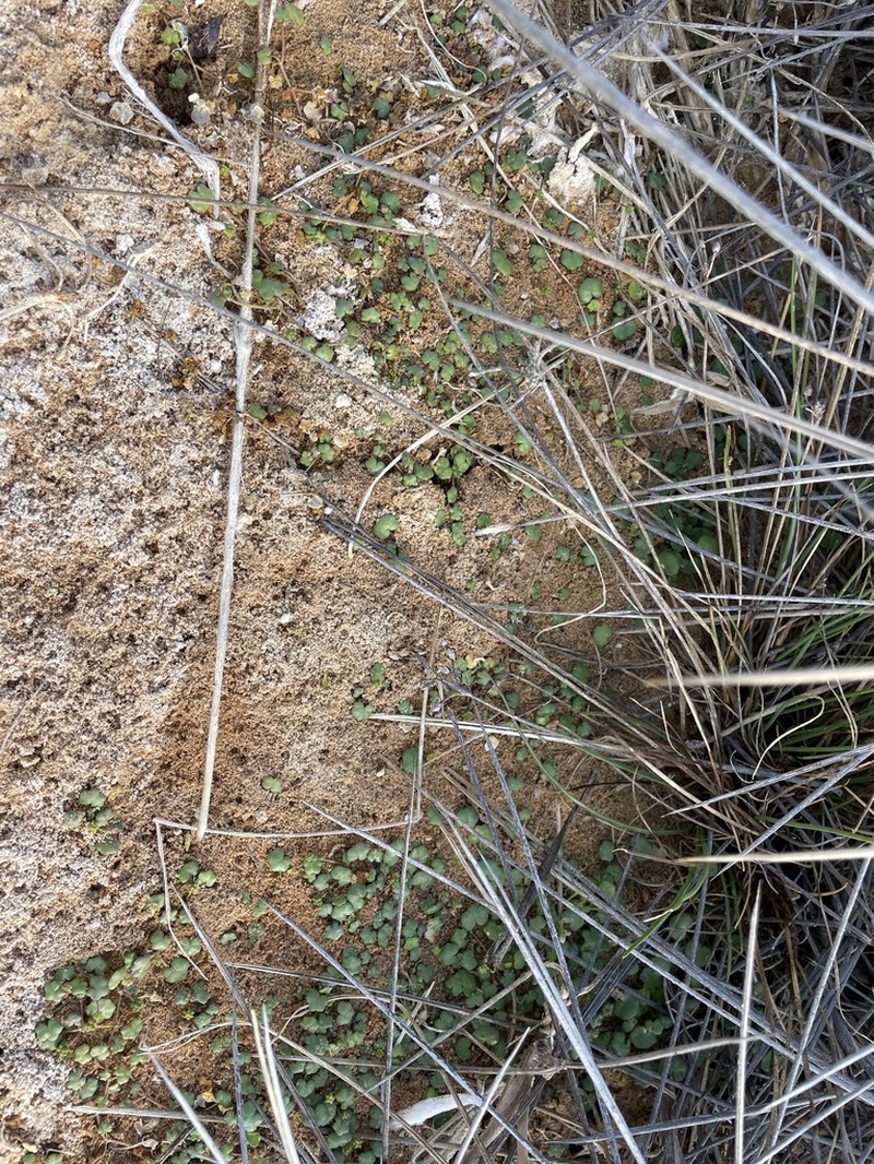 Hydrocotyle dipleura photo 6