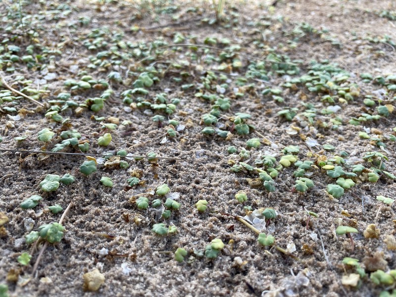 Hydrocotyle dipleura photo 8
