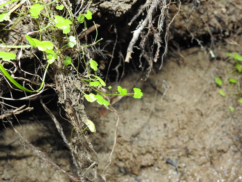 Hydrocotyle elegans