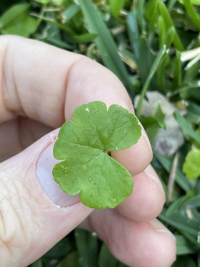 Hydrocotyle elegans photo 2