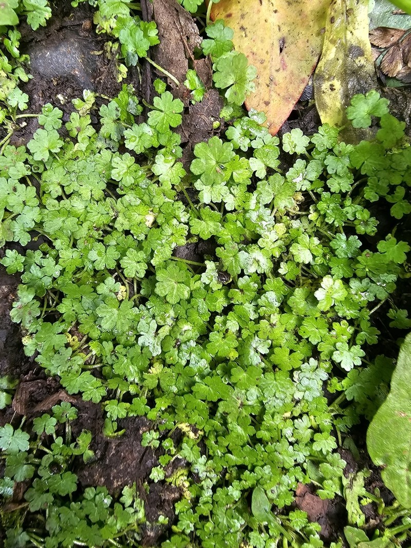 Hydrocotyle elegans photo 3