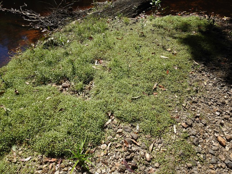 Hydrocotyle elegans photo 4