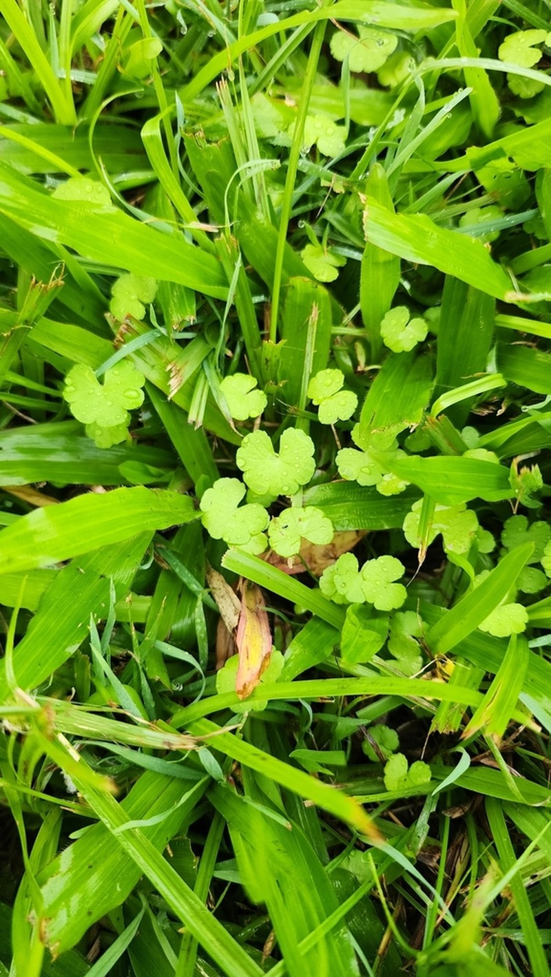 Hydrocotyle elegans photo 5