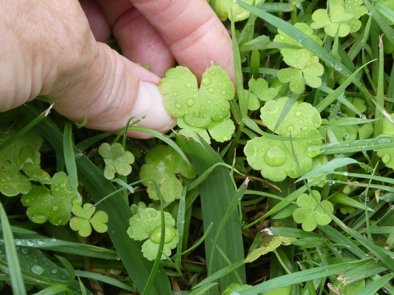 Hydrocotyle elegans photo 6