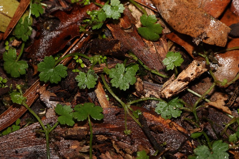 Hydrocotyle elegans photo 7