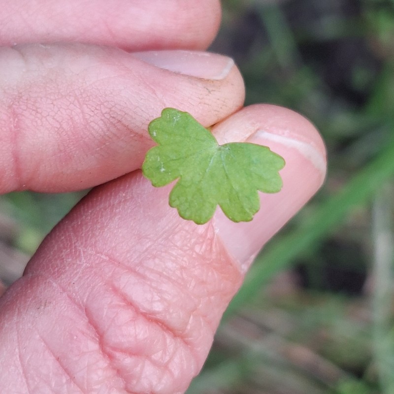 Hydrocotyle elegans photo 8