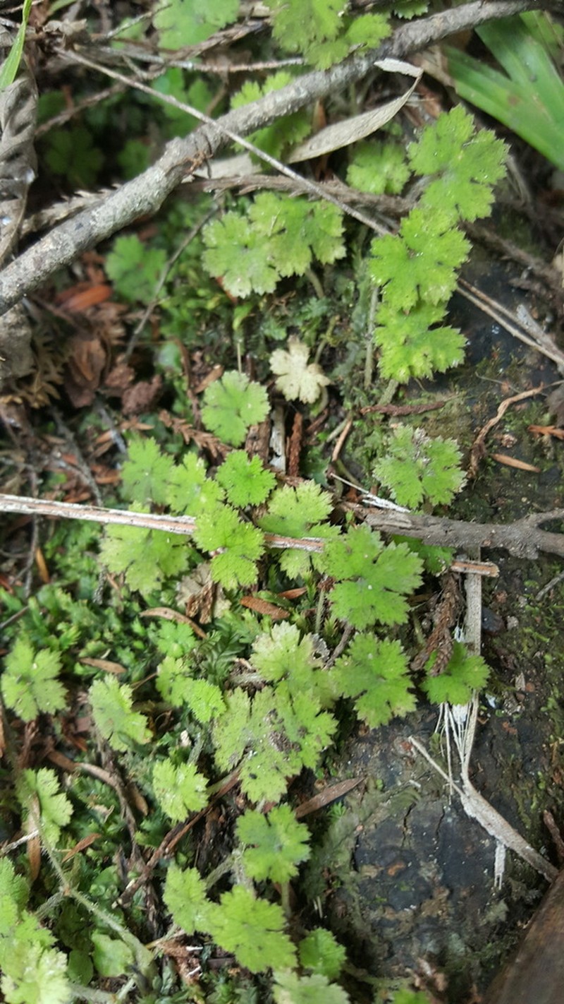 Hydrocotyle elongata