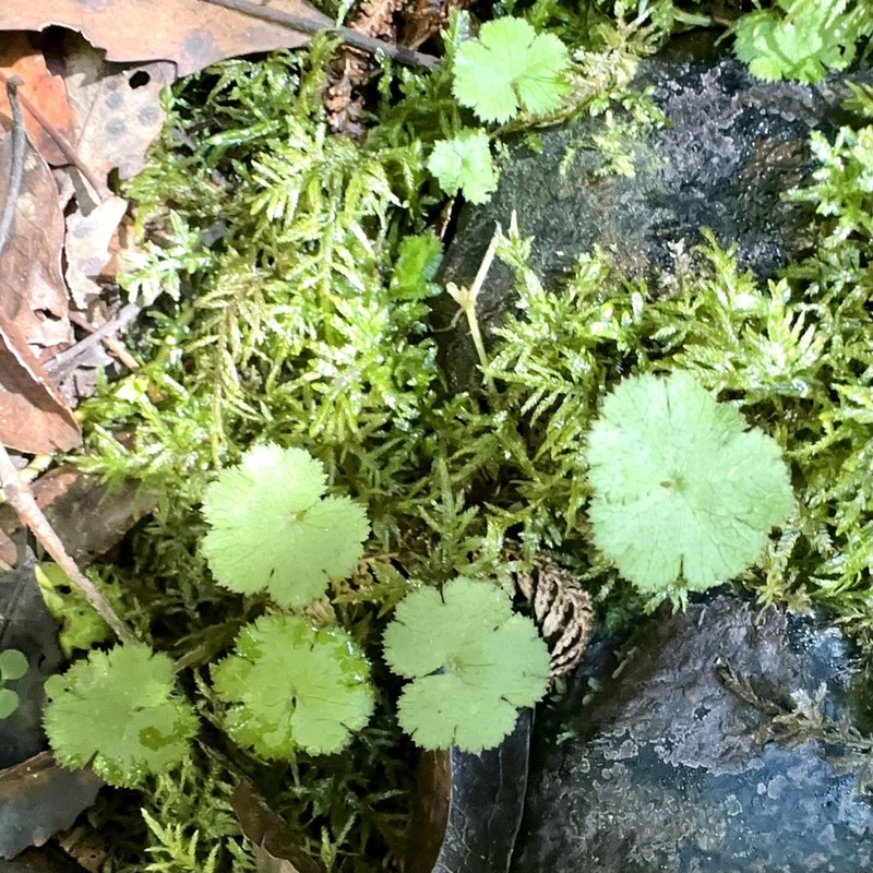 Hydrocotyle elongata photo 2