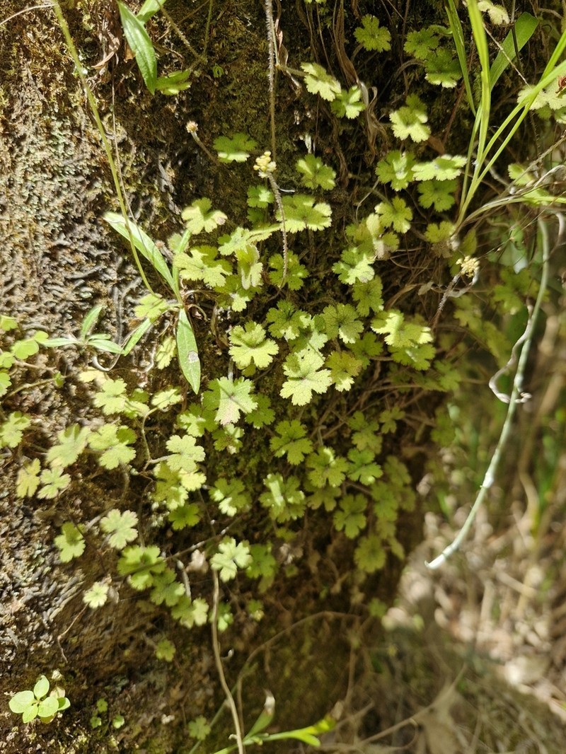 Hydrocotyle elongata photo 3