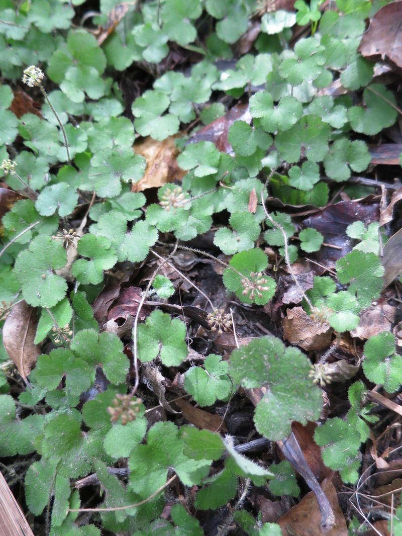 Hydrocotyle elongata photo 4