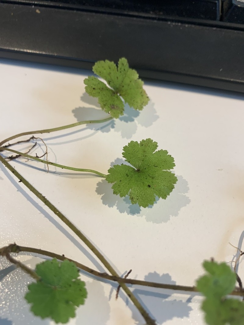 Hydrocotyle elongata photo 5