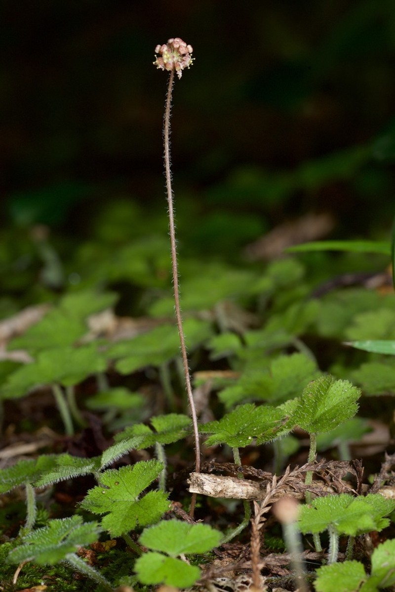 Hydrocotyle elongata photo 6