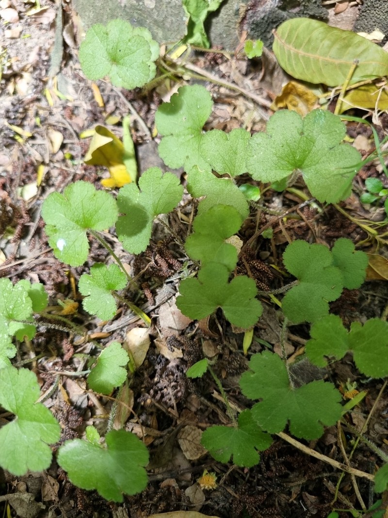 Hydrocotyle elongata photo 7