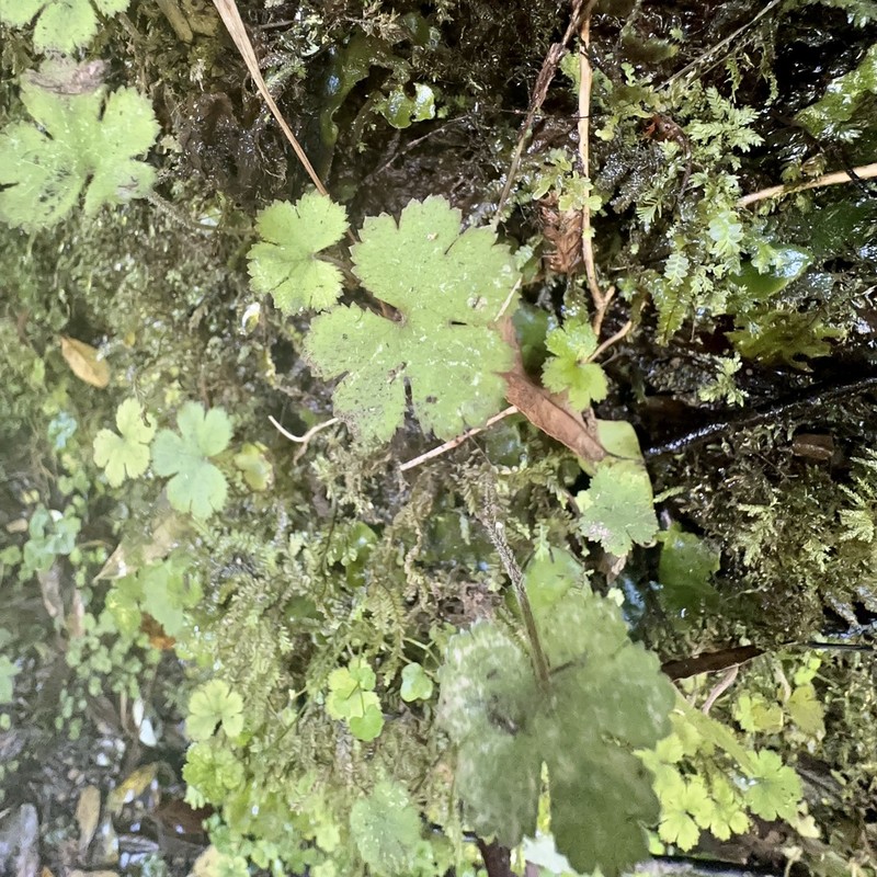 Hydrocotyle elongata photo 8