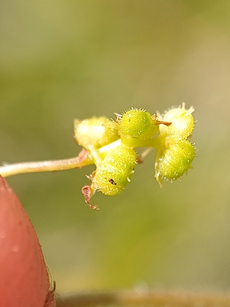 Hydrocotyle exigua