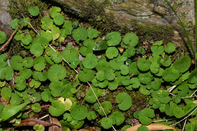 Hydrocotyle exigua photo 2