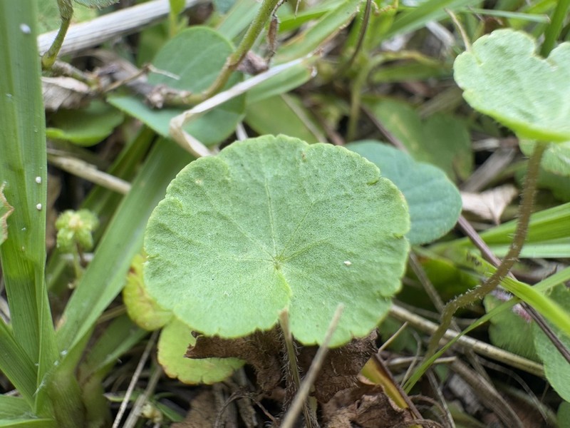 Hydrocotyle exigua photo 3