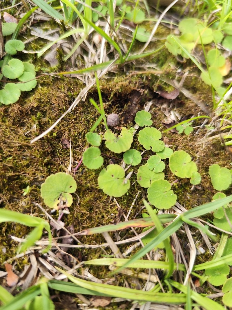Hydrocotyle exigua photo 4