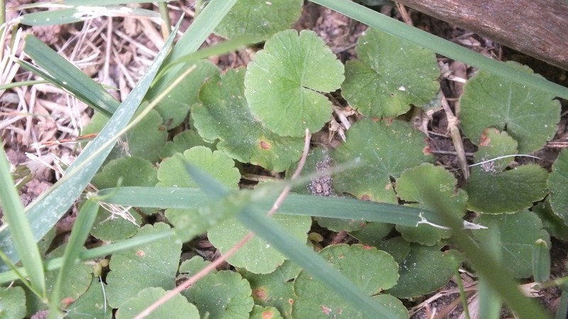 Hydrocotyle exigua photo 5