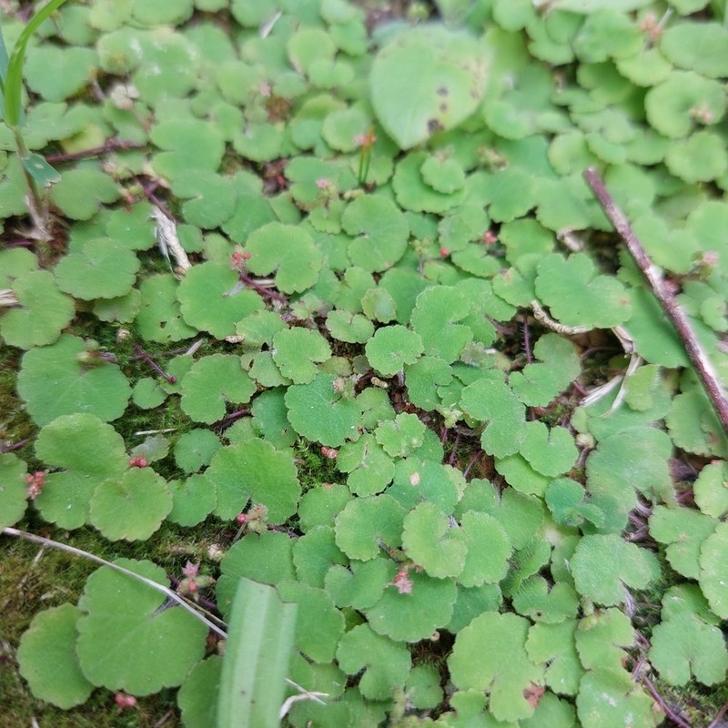Hydrocotyle exigua photo 6
