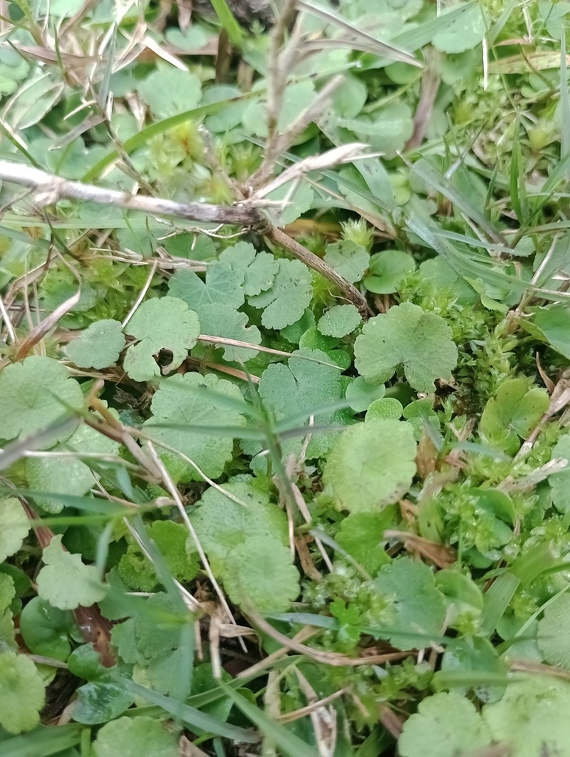 Hydrocotyle exigua photo 7