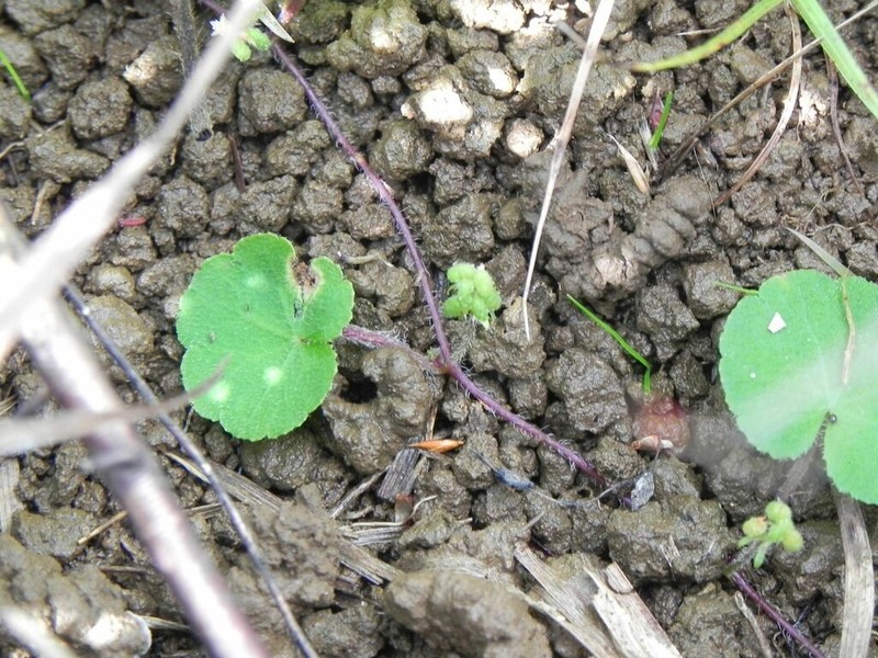 Hydrocotyle exigua photo 8