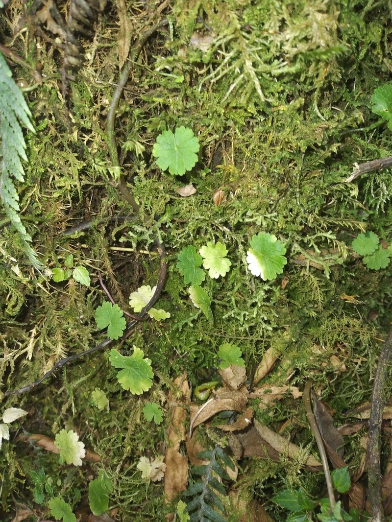 Hydrocotyle filipes photo 2