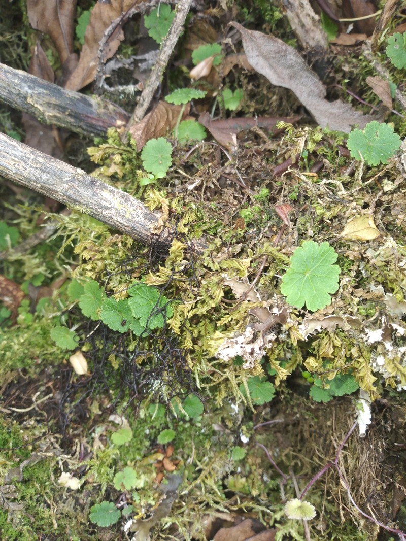 Hydrocotyle filipes