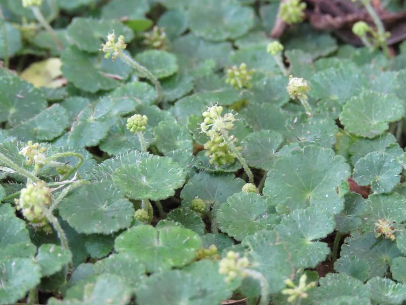 Hydrocotyle filipes photo 5