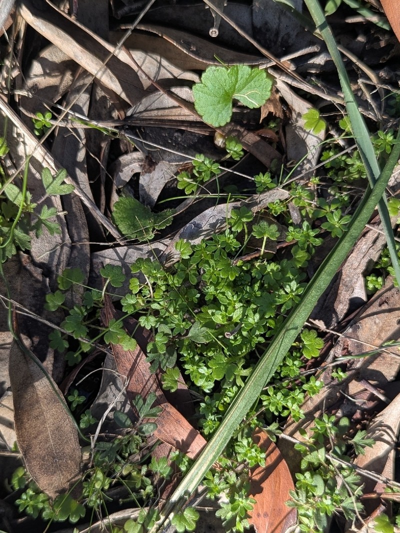 Hydrocotyle foveolata