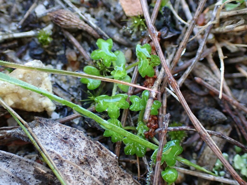 Hydrocotyle foveolata photo 2