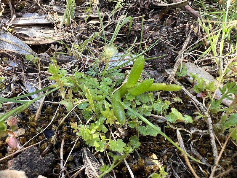 Hydrocotyle foveolata photo 3