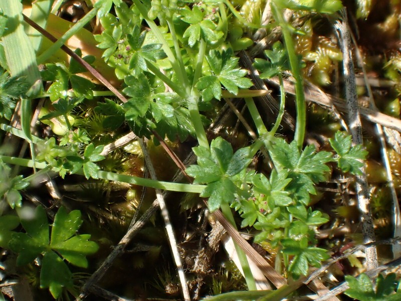 Hydrocotyle foveolata photo 4