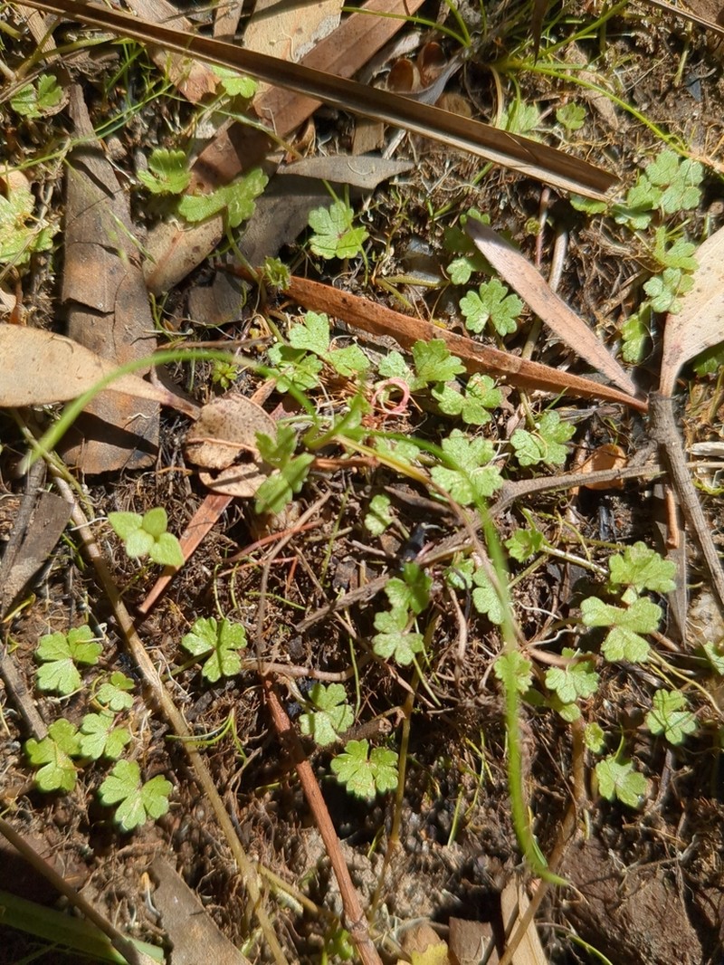 Hydrocotyle foveolata photo 5