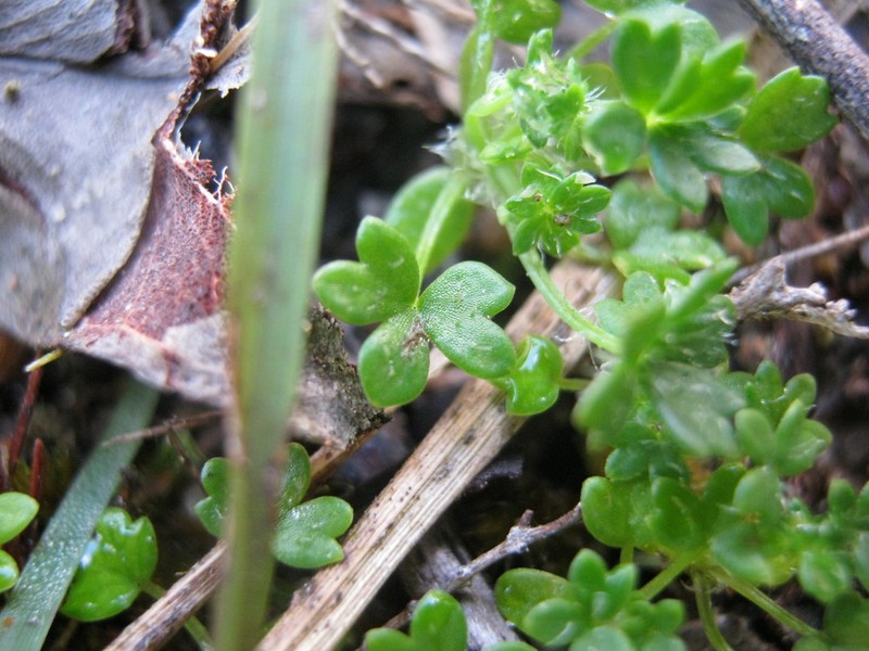 Hydrocotyle foveolata photo 6