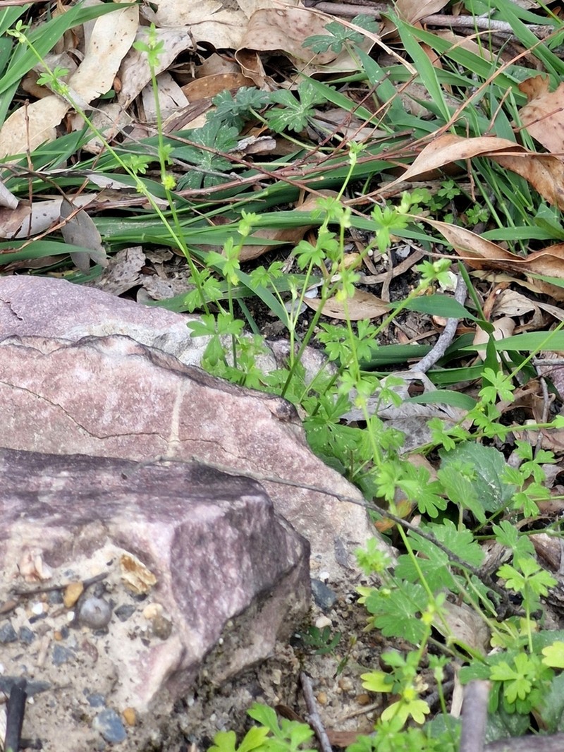 Hydrocotyle foveolata photo 7