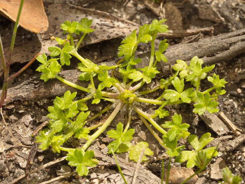 Hydrocotyle foveolata photo 8