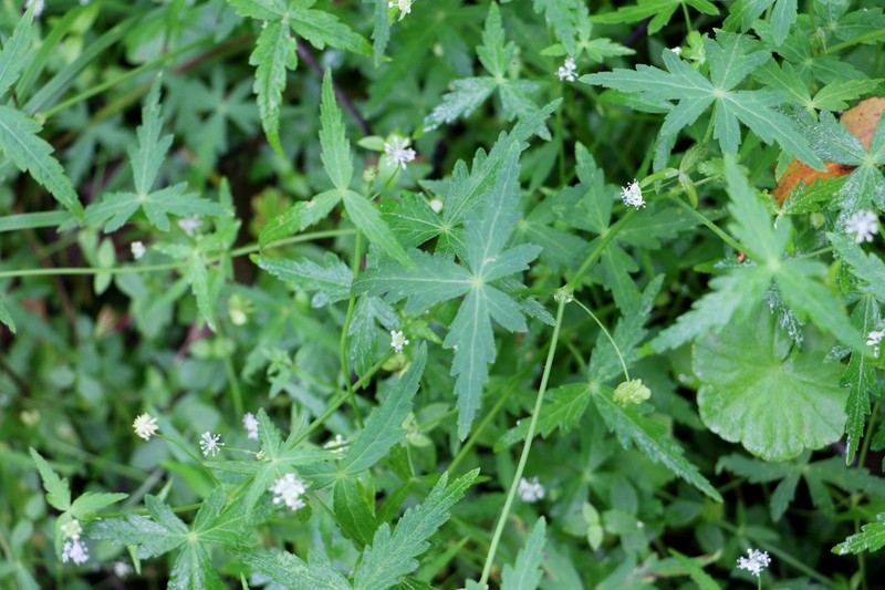 Hydrocotyle geraniifolia
