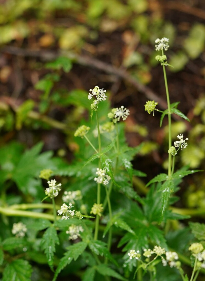 Hydrocotyle geraniifolia photo 2