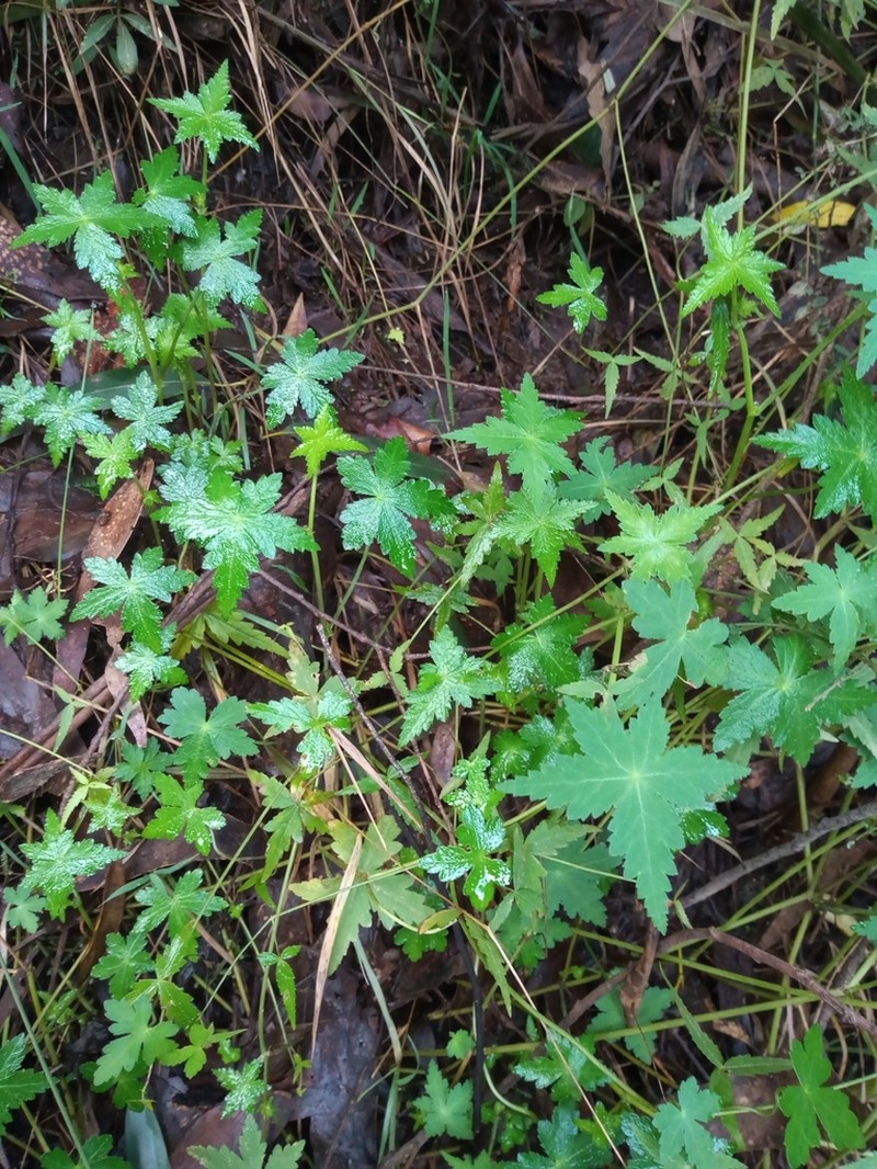Hydrocotyle geraniifolia photo 3