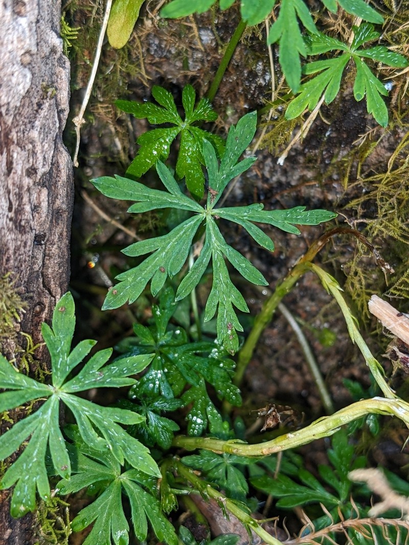 Hydrocotyle geraniifolia photo 4
