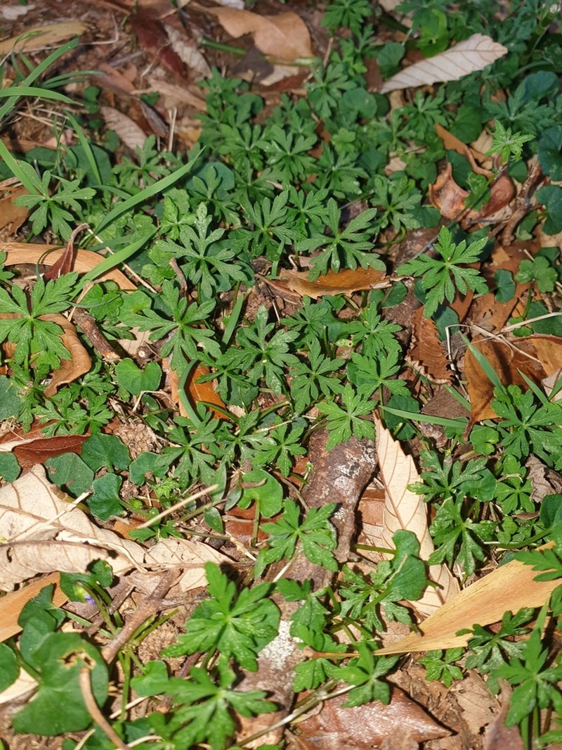 Hydrocotyle geraniifolia photo 5