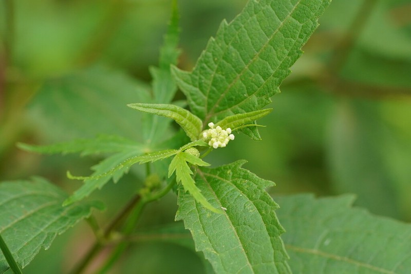 Hydrocotyle geraniifolia photo 6